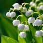Lily of The Valley Flower Bell Orchid Rich Aroma Bonsai Flower PCS Seeds