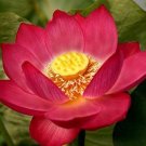 Nelumbo nucifera 