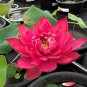 Nelumbo nucifera 