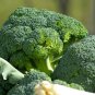 Natural Organic Broccoli Vegetable 60 PCS Seeds