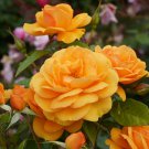Natural Golden Rose Flower 50 PCS Seeds Natural Golden Rose Flower 50 PCS Seeds