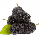 Natural DarK Black Mulberry 50 10 PCS Seeds Natural DarK Black Mulberry 50 10 PCS Seeds