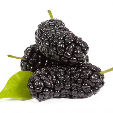Natural DarK Black Mulberry 50 10 PCS Seeds