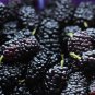 Natural DarK Black Mulberry 50 10 PCS Seeds