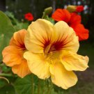 Nasturtium Easy Planting Flower Hanging Plants New Garden Plant 10 PCS Seeds