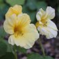 Nasturtium Easy Planting Flower Hanging Plants New Garden Plant 10 PCS Seeds