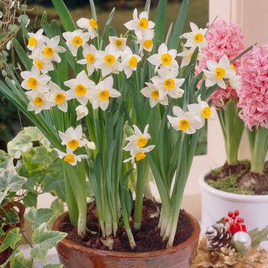 Narcissus Potted White Daffodil Flower Perennial Indoor 100 PCS Seeds