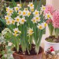 Narcissus Potted White Daffodil Flower Perennial Indoor 100 PCS Seeds