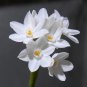 Narcissus Potted White Daffodil Flower Perennial Indoor 100 PCS Seeds