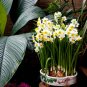 Narcissus Potted White Daffodil Flower Perennial Indoor 100 PCS Seeds