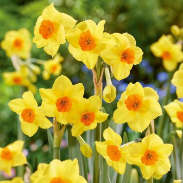 Narcissus Flowers 100 PCS Seeds