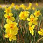 Narcissus Flowers 100 PCS Seeds
