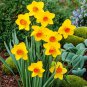 Narcissus Flowers 100 PCS Seeds