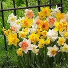 Narcissus Flower Mixed 9 Colors Flowers 20 PCS Seeds