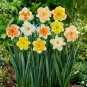 Narcissus Flower Mixed 9 Colors Flowers 20 PCS Seeds