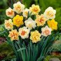 Narcissus Flower Mixed 9 Colors Flowers 20 PCS Seeds