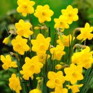 Narcissus Flower Bright Yellow Flowers 100 PCS Seeds