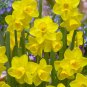 Narcissus Flower Bright Yellow Flowers 100 PCS Seeds
