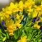 Narcissus Flower Bright Yellow Flowers 100 PCS Seeds