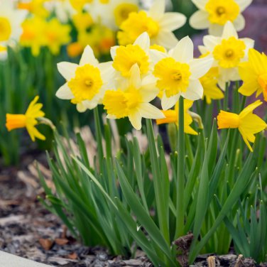 Narcissus Flower Balcony Plants 100 PCS Seeds