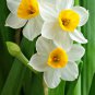 Narcissus Flower Balcony Plants 100 PCS Seeds