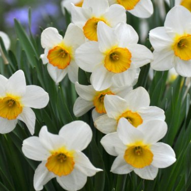 Narcissus Daffodil Flowers 100 PCS Seeds