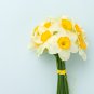 Narcissus Daffodil Flowers 100 PCS Seeds