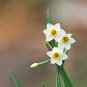 Narcissus Daffodil Flowers 100 PCS Seeds