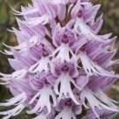 Naked Man Orchid Flower 20 PCS Seeds Naked Man Orchid Flower 20 PCS Seeds