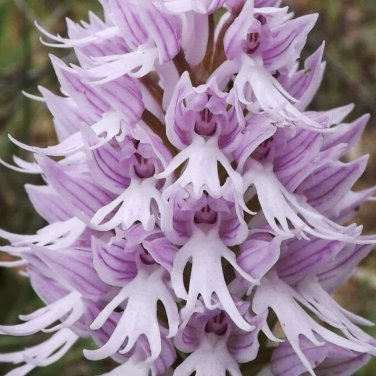 Naked Man Orchid Flower 20 PCS Seeds