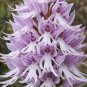 Naked Man Orchid Flower 20 PCS Seeds