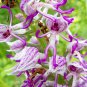 Naked Man Orchid Flower 20 PCS Seeds