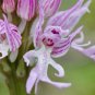 Naked Man Orchid Flower 20 PCS Seeds