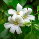 Murraya Exotica Tree Semente 60 PCS Seeds