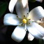 Murraya Exotica Tree Semente 60 PCS Seeds
