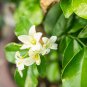 Murraya Exotica Tree Semente 60 PCS Seeds