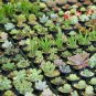 Multi-variety mixed Succulents Garden Plants 20 PCS Seeds
