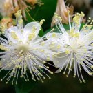 Myrtus Communis 100 PCS Seeds Myrtus Communis 100 PCS Seeds