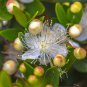 Myrtus Communis 100 PCS Seeds