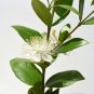 Myrtus Communis 100 PCS Seeds
