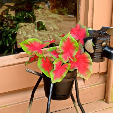 Multiple Colour Thailand Caladium Bonsai 150 PCS Seeds