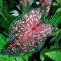 Multiple Colour Thailand Caladium Bonsai 150 PCS Seeds