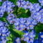 Myosotis Sylvatica Blue Forget Me Not Perennial Plants 60 PCS Seeds