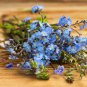 Myosotis Sylvatica Blue Forget Me Not Perennial Plants 60 PCS Seeds
