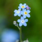 Myosotis Sylvatica Blue Forget Me Not Perennial Plants 60 PCS Seeds