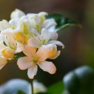 Murraya Paniculata Orange Jessamine Evergreen Plant 5 PCS Seeds Murraya Paniculata Orange Jessamine Evergreen Plant 5 PCS Seeds