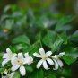 Murraya Paniculata Orange Jessamine Evergreen Plant 5 PCS Seeds
