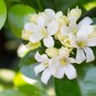 Murraya Paniculata Orange Jessamine Evergreen Plant 5 PCS Seeds