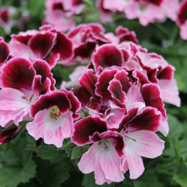 Multiple Colour Geranium Plants 30 PCS Seeds
