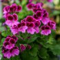 Multiple Colour Geranium Plants 30 PCS Seeds